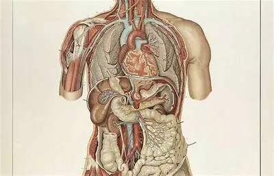 Deuxième année de médecine